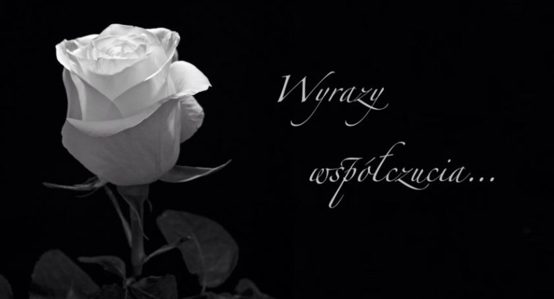 białoczarne zdjęcie biała róża i napis wyrazy współczucia.jpeg
