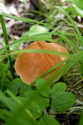 Zdjęcie grzyba przykrytego trawą