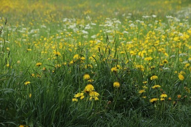 Zdjęcie przedstawia łąkę z kwitnącymi żółtymi i białymi kwiatkami